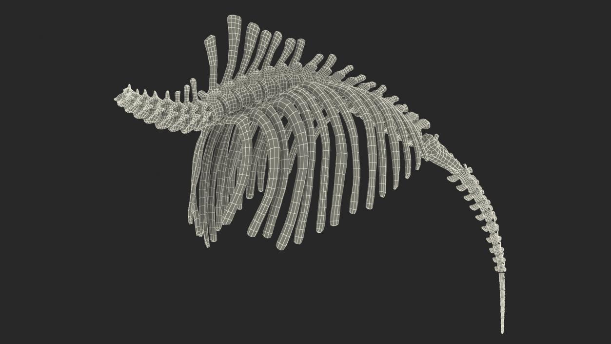 Mammoth Spine Skeleton 3D