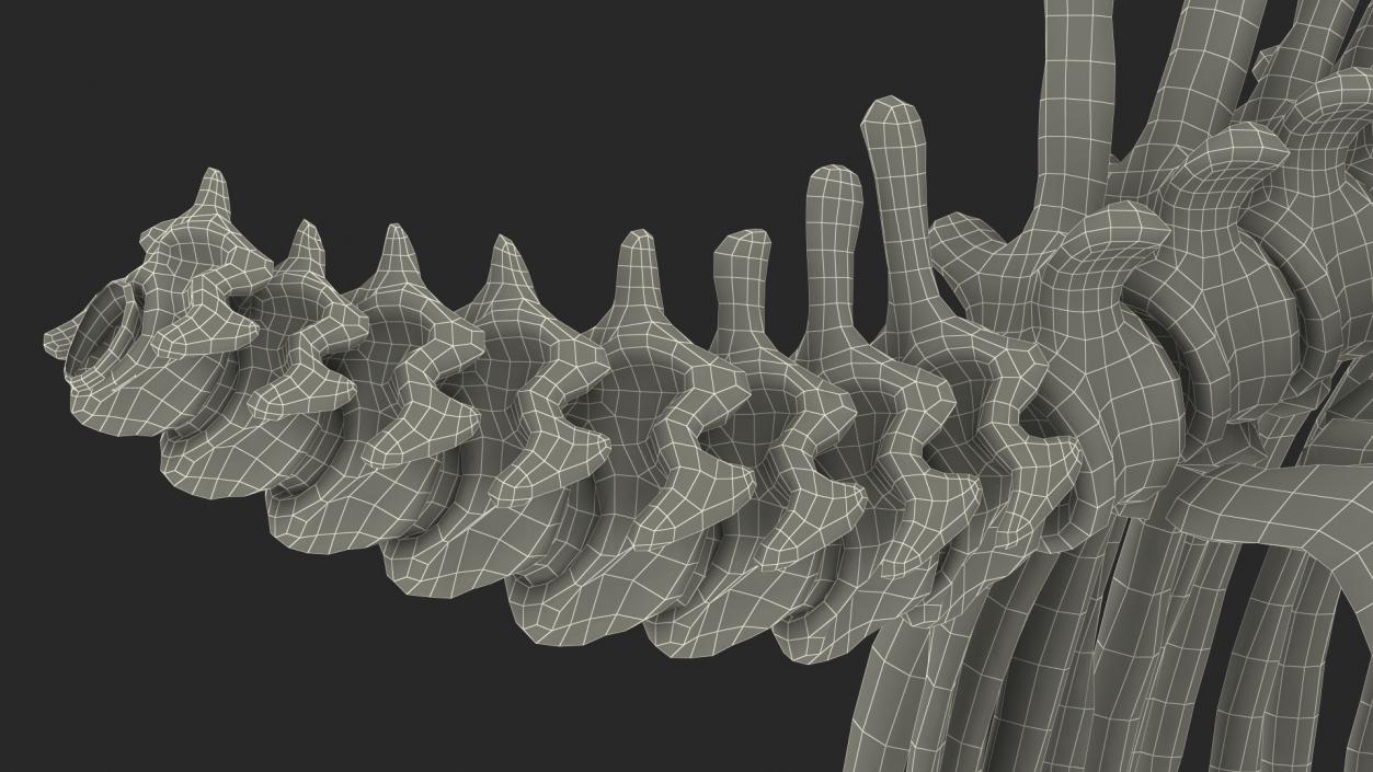 Mammoth Spine Skeleton 3D