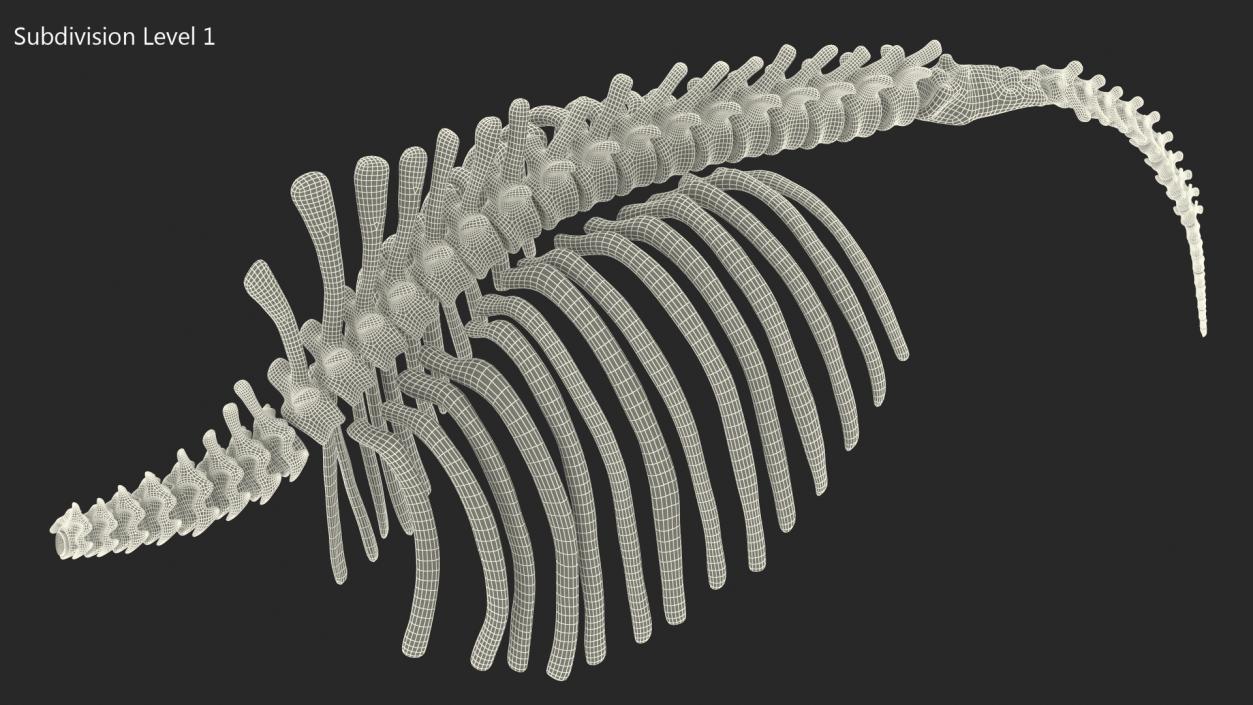 Mammoth Spine Skeleton 3D