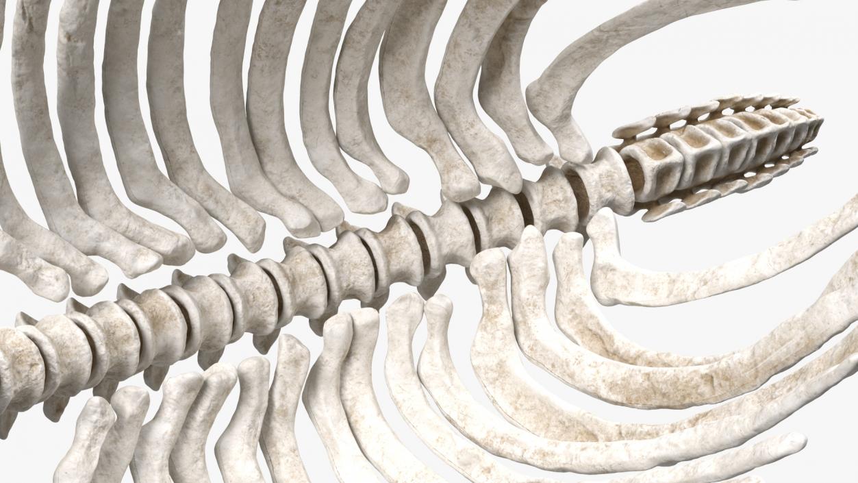 Mammoth Spine Skeleton 3D