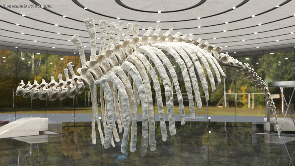 Mammoth Spine Skeleton 3D