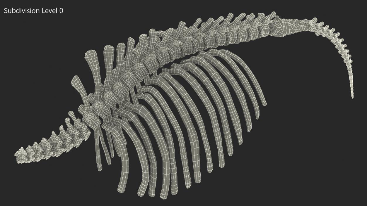 Mammoth Spine Skeleton 3D