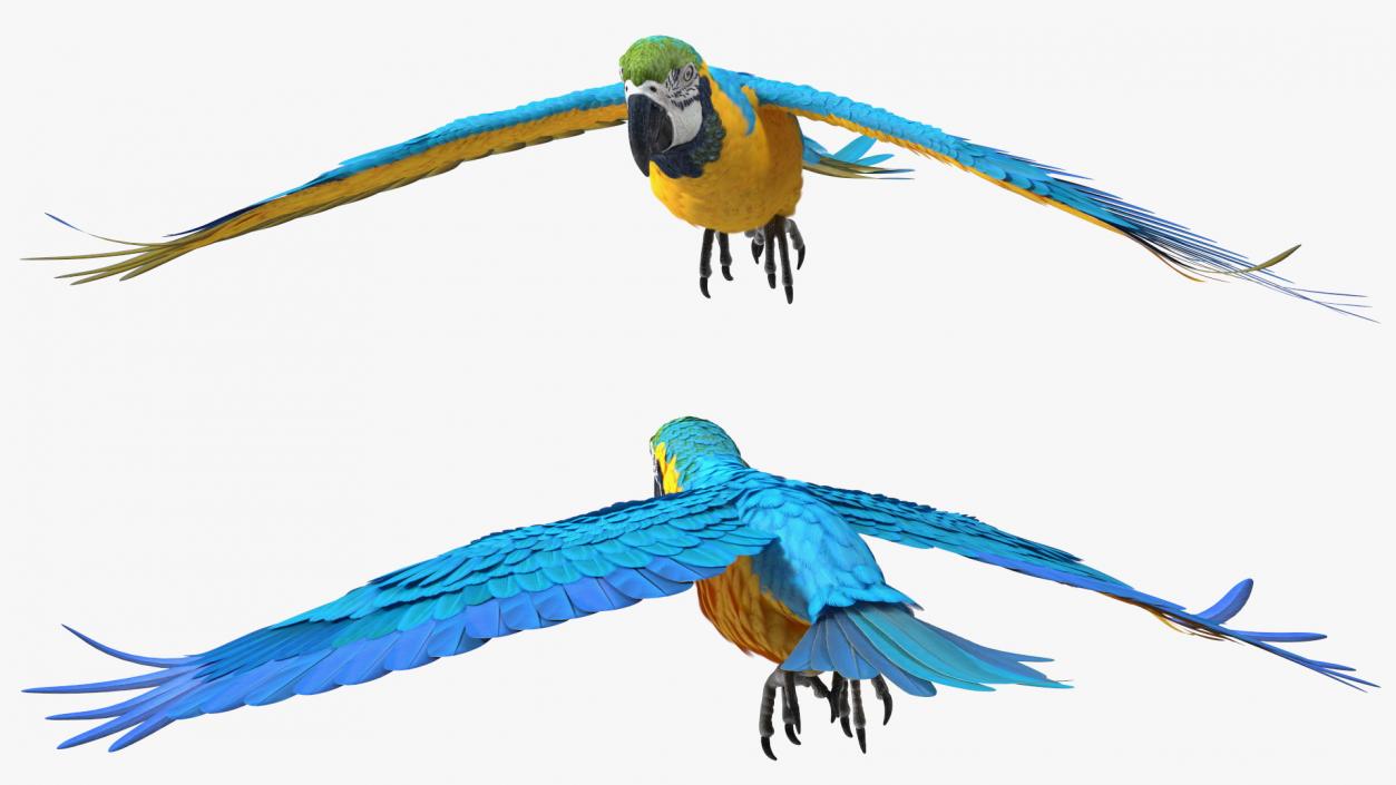 3D model Rigged Birds Collection 4