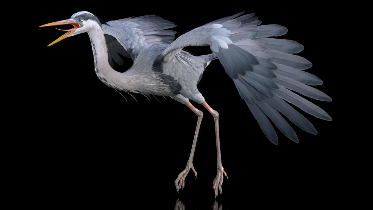 3D model Rigged Birds Collection 4