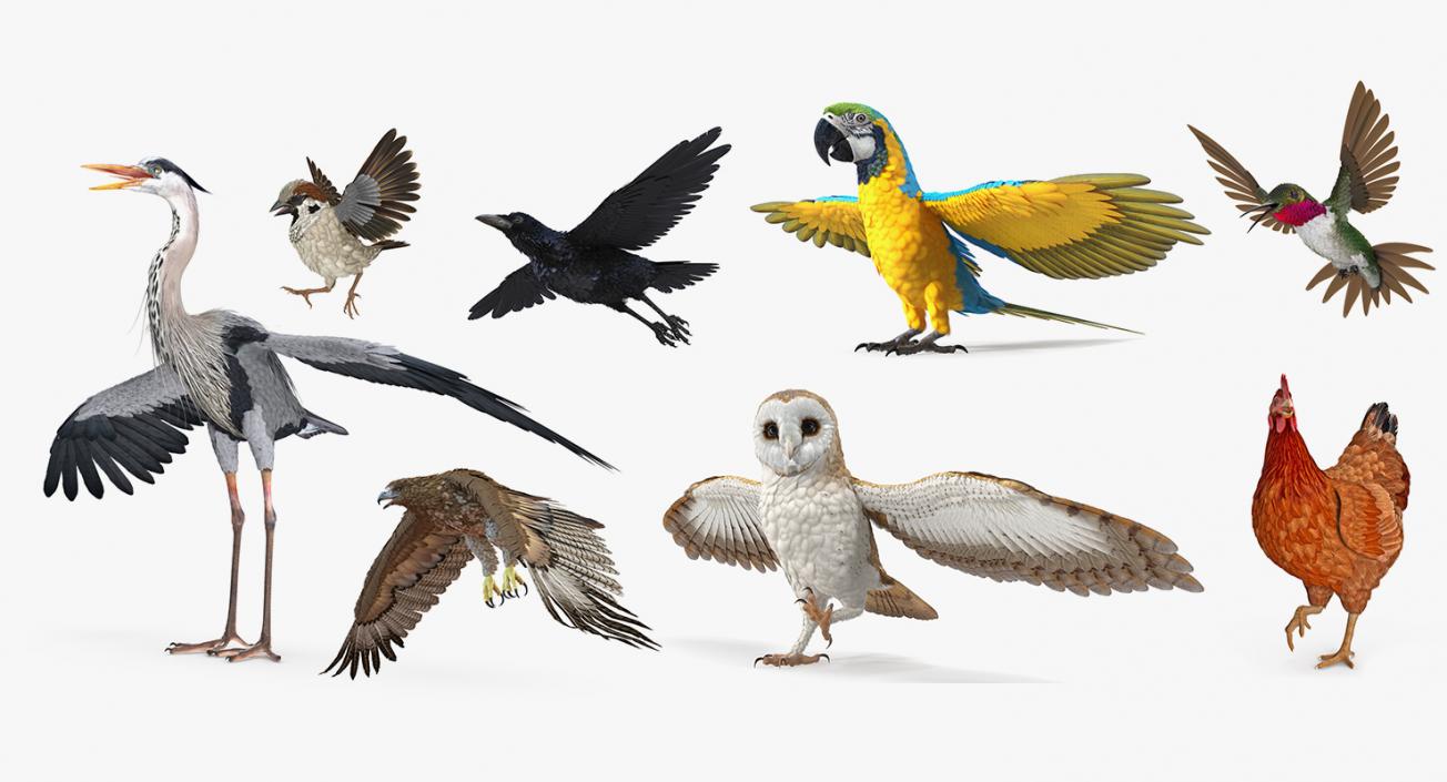 3D model Rigged Birds Collection 4