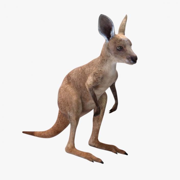 Baby Kangaroo Rigged for Maya 3D model