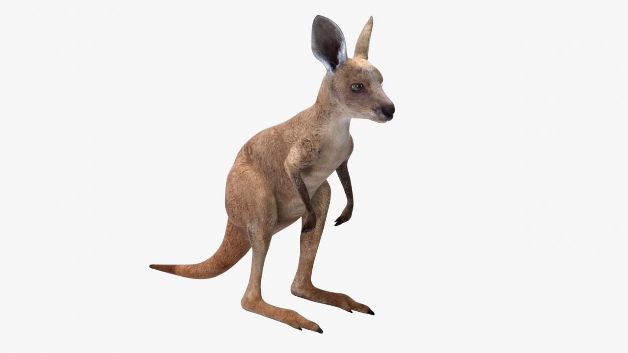 Baby Kangaroo Rigged for Maya 3D model