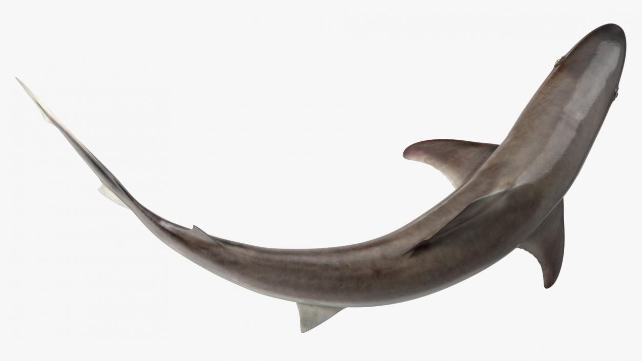 Galeorhinus Galeus Shark 3D model