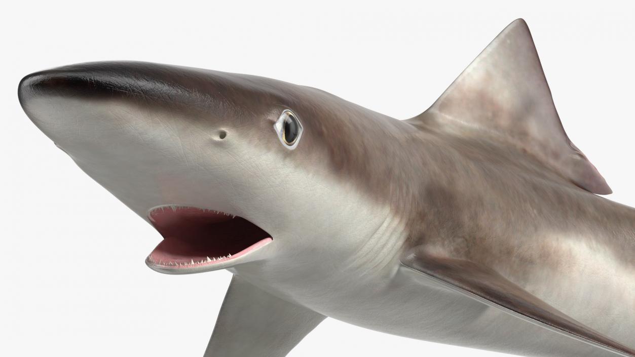 Galeorhinus Galeus Shark 3D model