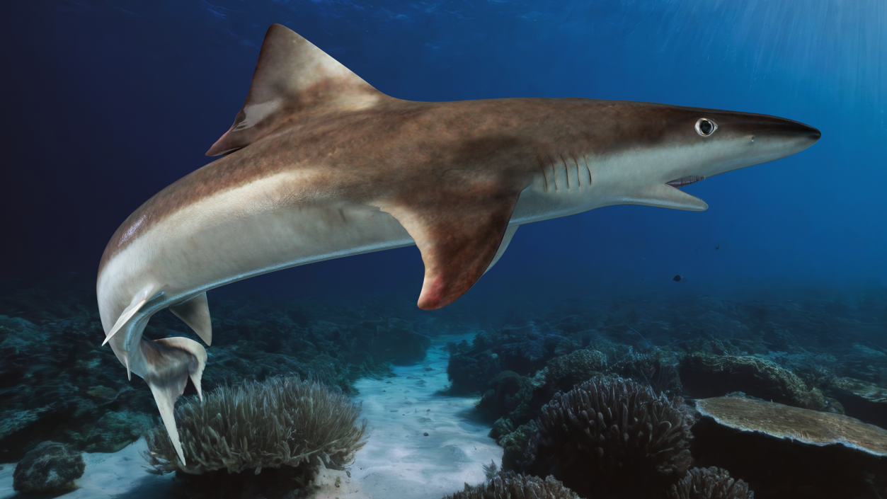 Galeorhinus Galeus Shark 3D model