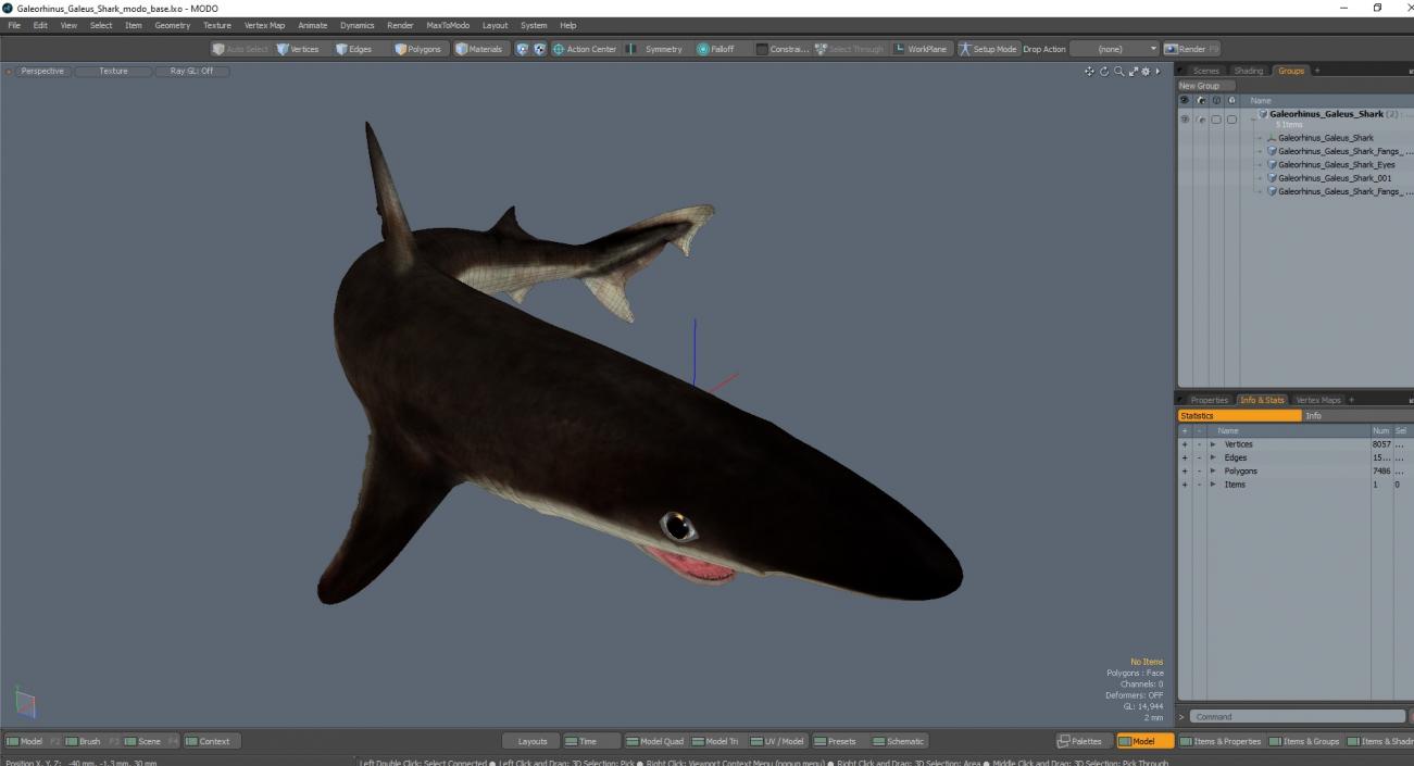 Galeorhinus Galeus Shark 3D model