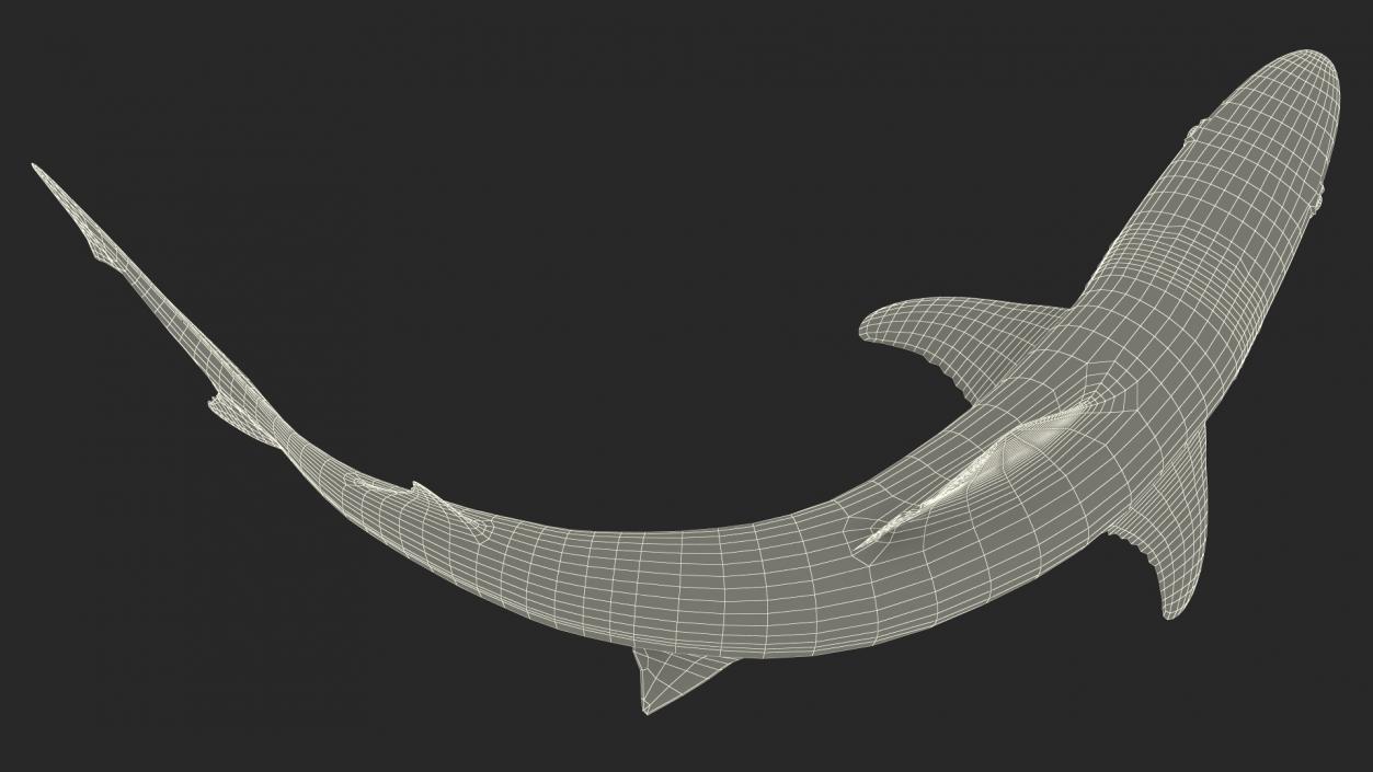 Galeorhinus Galeus Shark 3D model