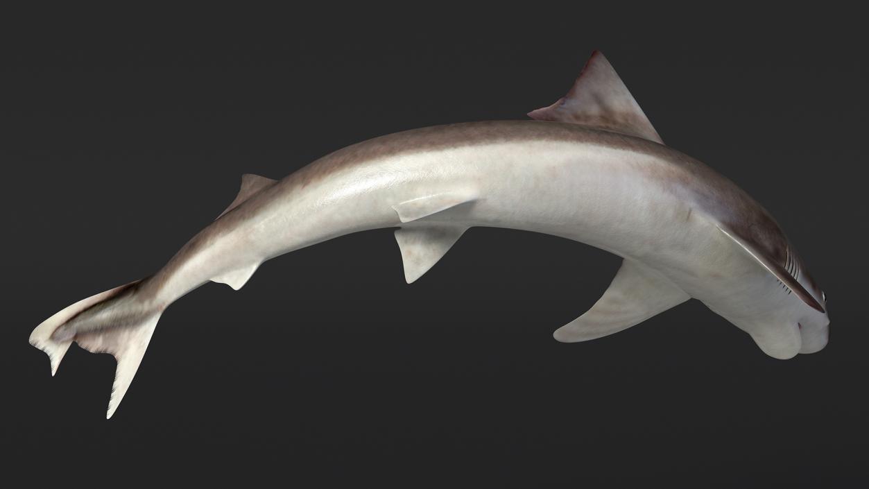 Galeorhinus Galeus Shark 3D model