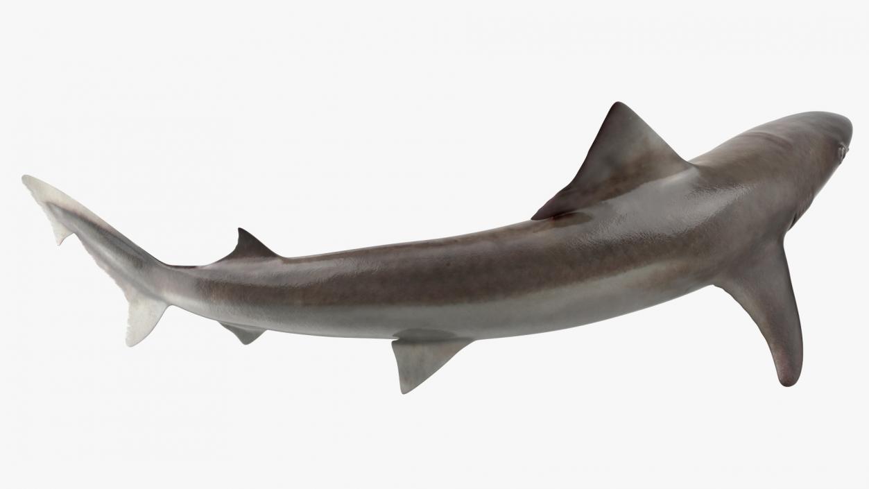 Galeorhinus Galeus Shark 3D model