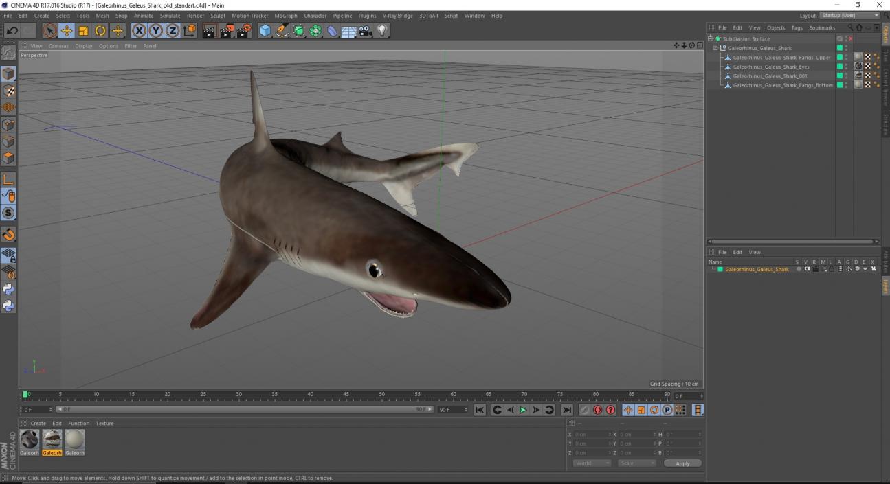 Galeorhinus Galeus Shark 3D model