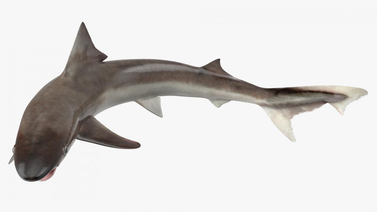 Galeorhinus Galeus Shark 3D model