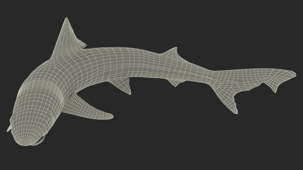 Galeorhinus Galeus Shark 3D model