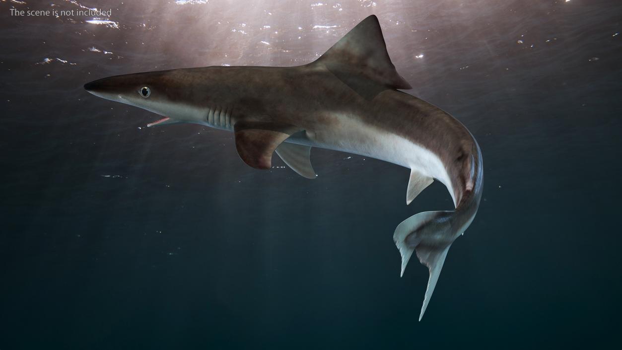 Galeorhinus Galeus Shark 3D model