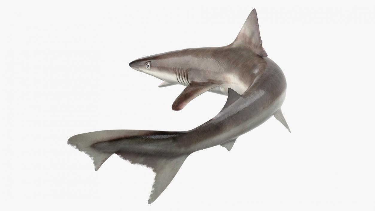 Galeorhinus Galeus Shark 3D model