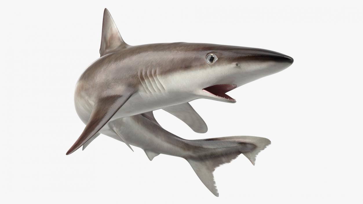 Galeorhinus Galeus Shark 3D model