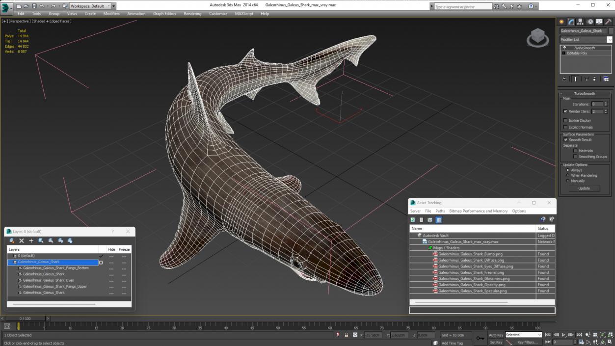 Galeorhinus Galeus Shark 3D model