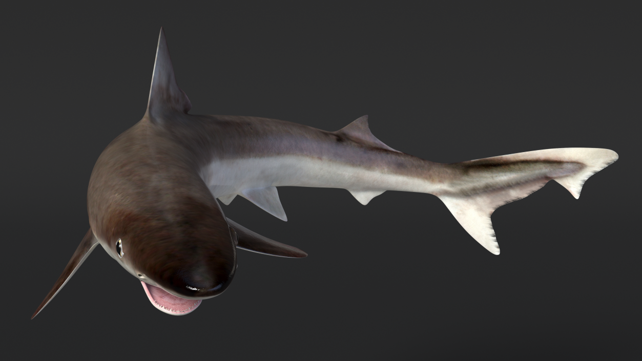 Galeorhinus Galeus Shark 3D model