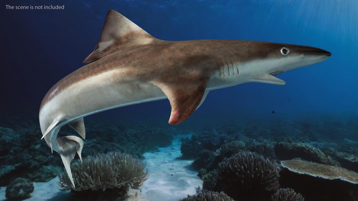 Galeorhinus Galeus Shark 3D model