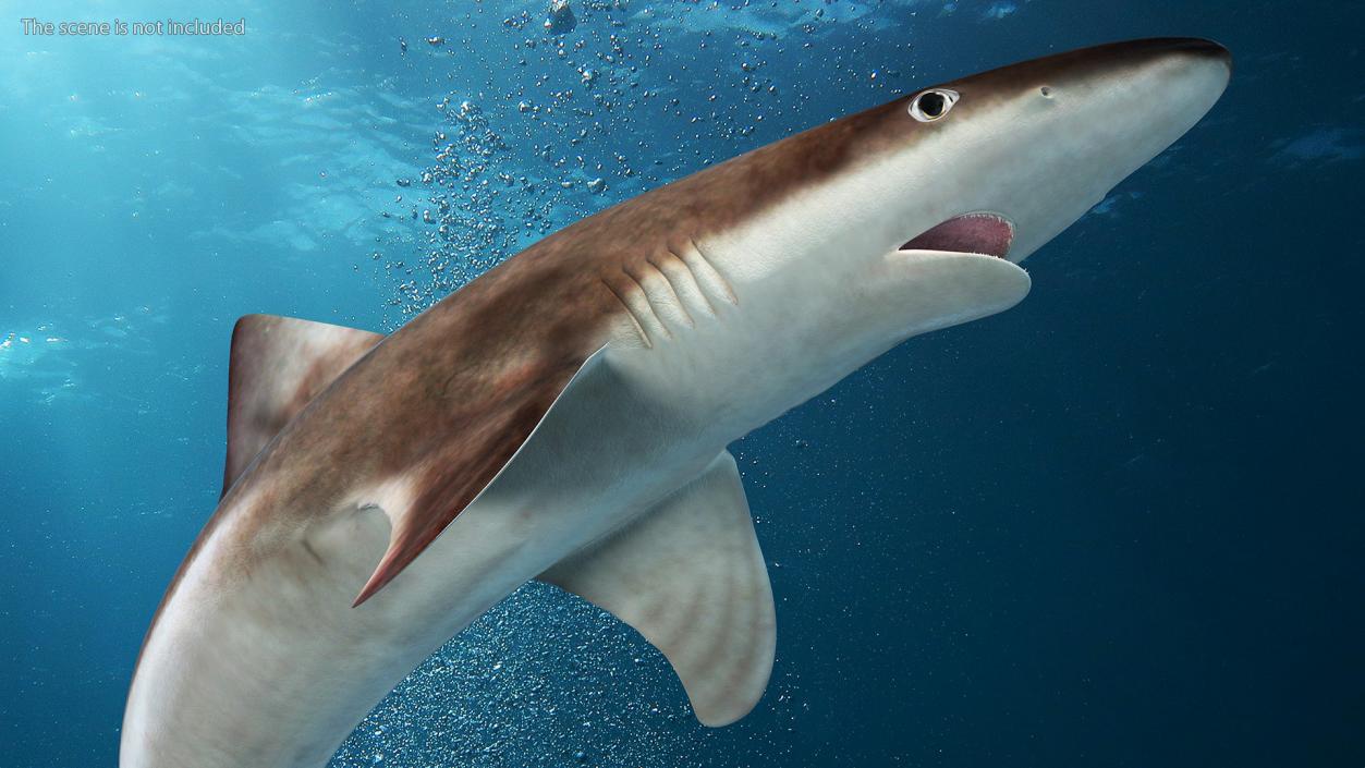 Galeorhinus Galeus Shark 3D model