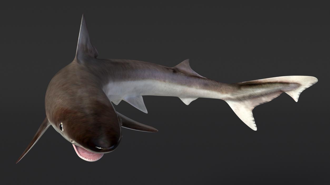 Galeorhinus Galeus Shark 3D model