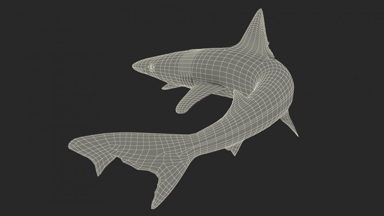 Galeorhinus Galeus Shark 3D model