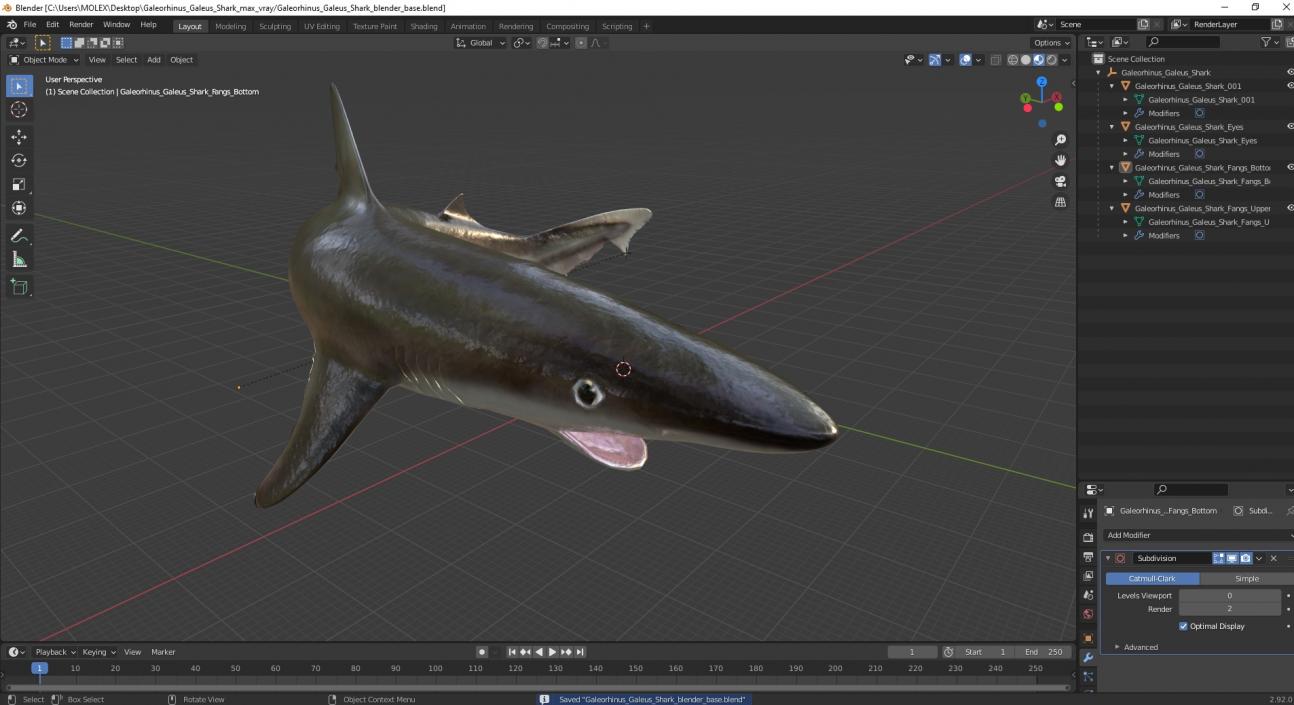 Galeorhinus Galeus Shark 3D model