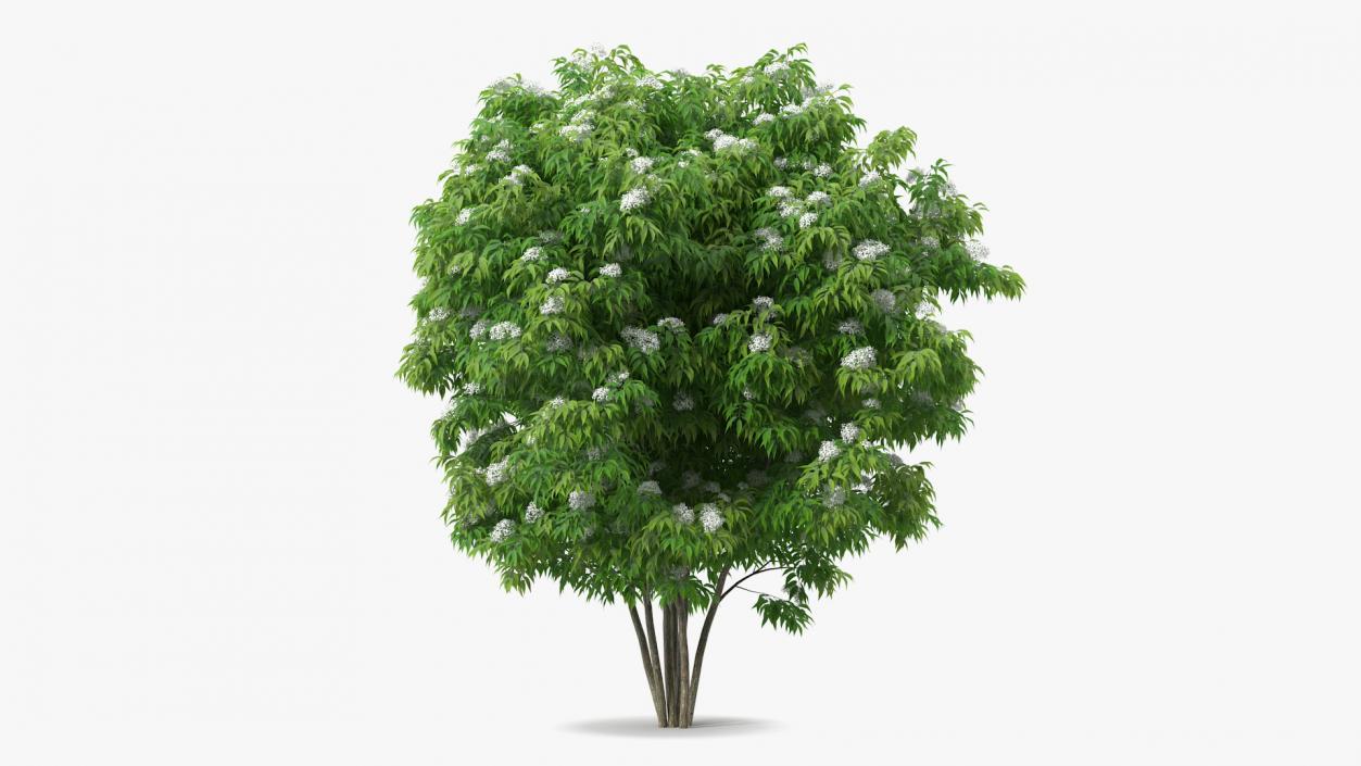 Bushes Collection 7 3D model