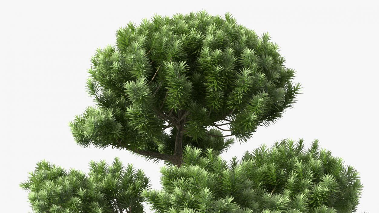 3D model Podocarpus Evergreen Tree