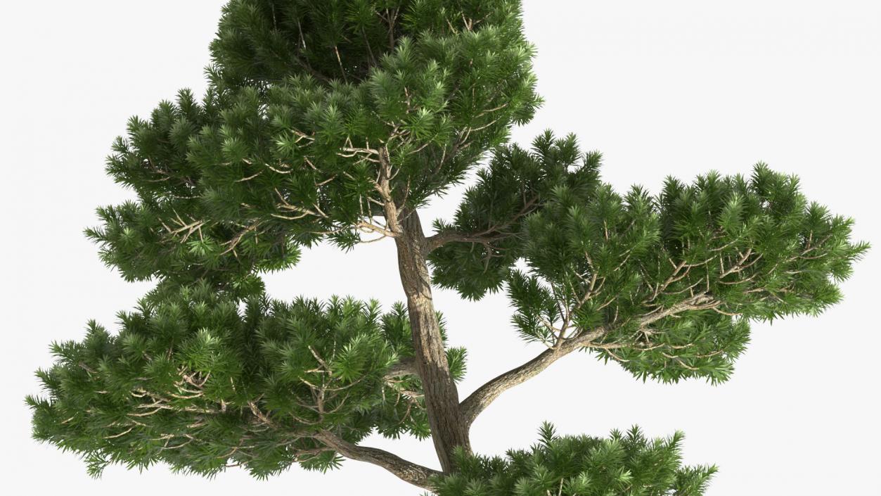 3D model Podocarpus Evergreen Tree