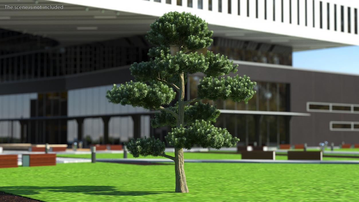 3D model Podocarpus Evergreen Tree