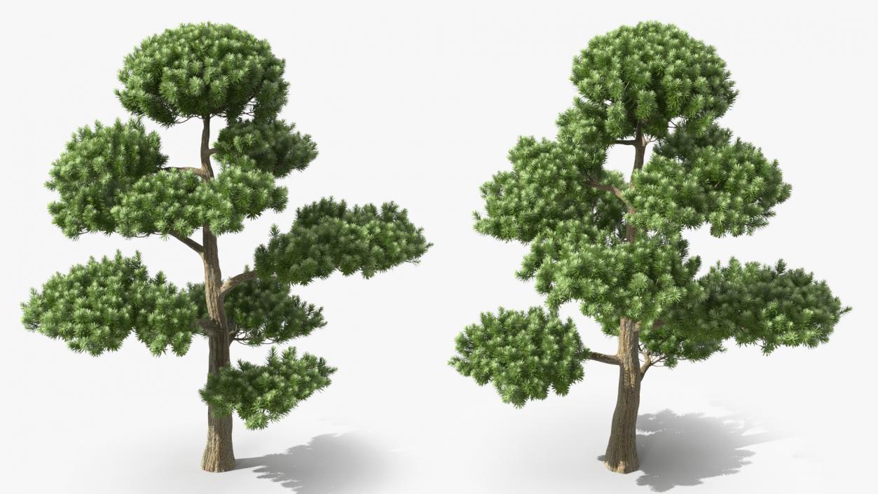 3D model Podocarpus Evergreen Tree