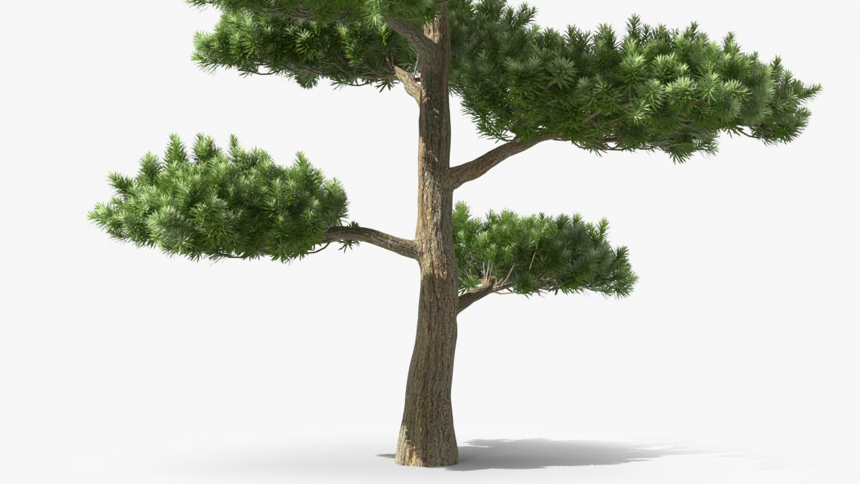 3D model Podocarpus Evergreen Tree