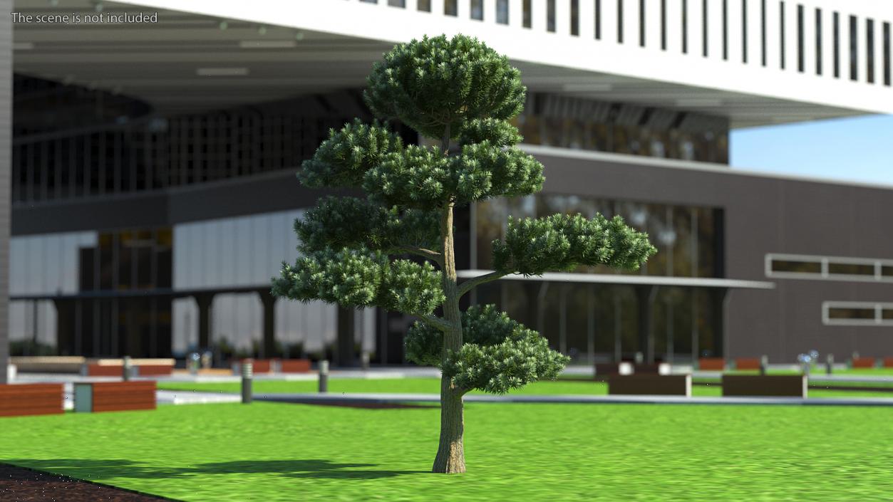 3D model Podocarpus Evergreen Tree