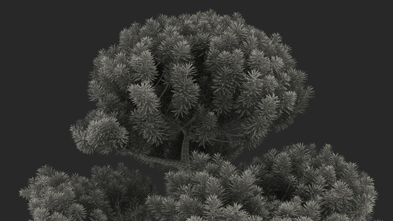 3D model Podocarpus Evergreen Tree