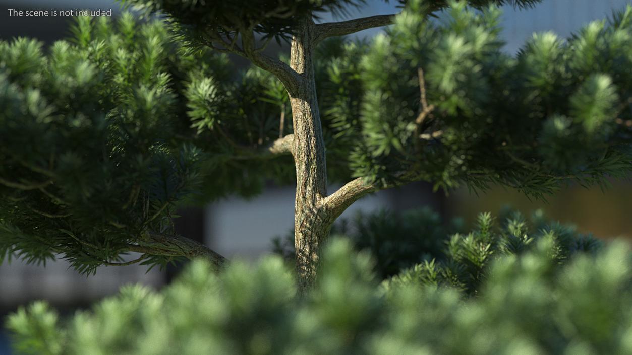 3D model Podocarpus Evergreen Tree