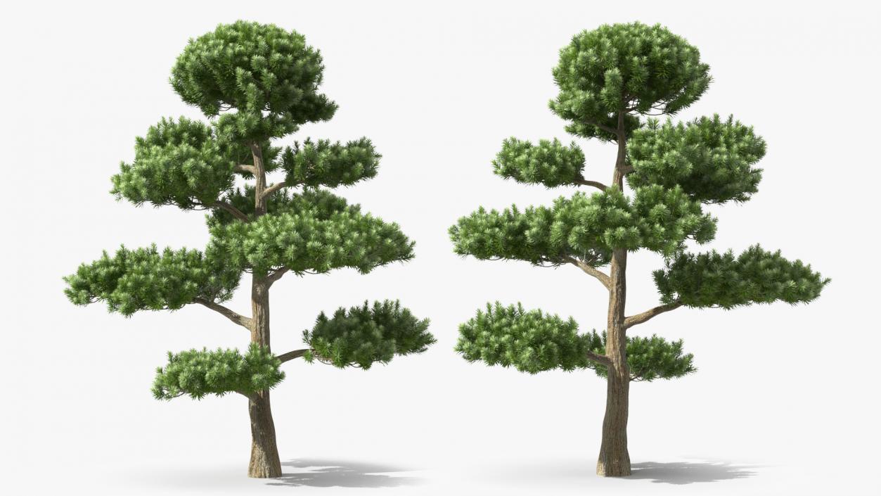 3D model Podocarpus Evergreen Tree