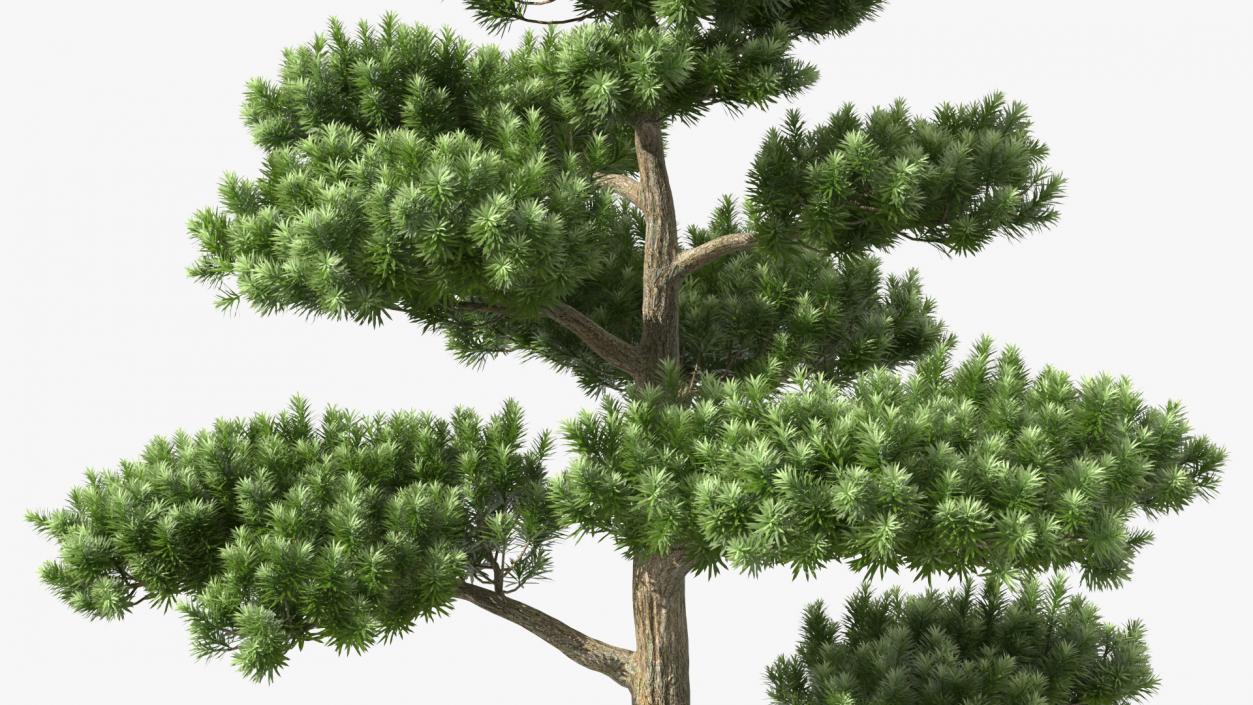 3D model Podocarpus Evergreen Tree