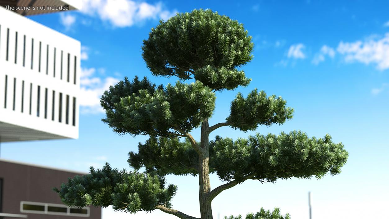 3D model Podocarpus Evergreen Tree