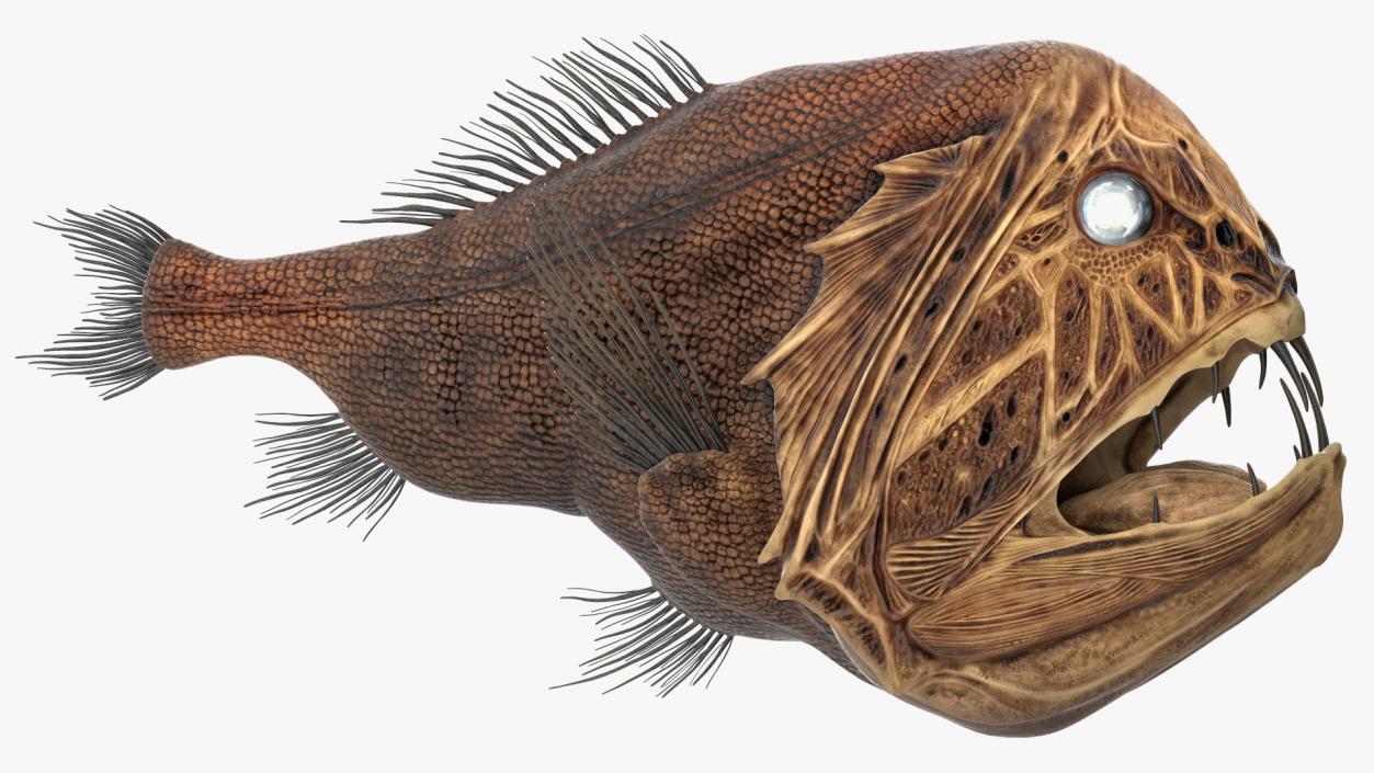 3D model Fangtooth Fish Anoplogaster Cornuta