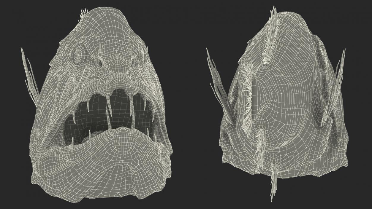 3D model Fangtooth Fish Anoplogaster Cornuta