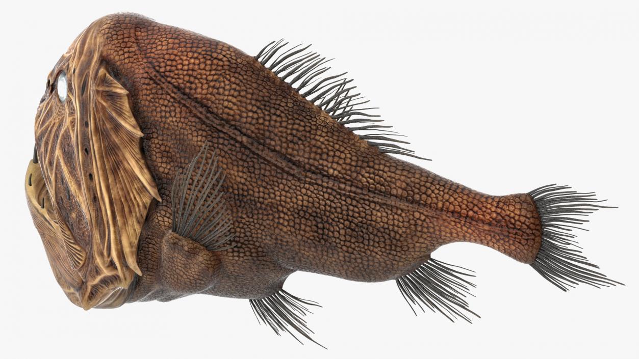 3D model Fangtooth Fish Anoplogaster Cornuta