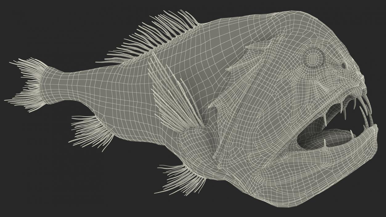 3D model Fangtooth Fish Anoplogaster Cornuta