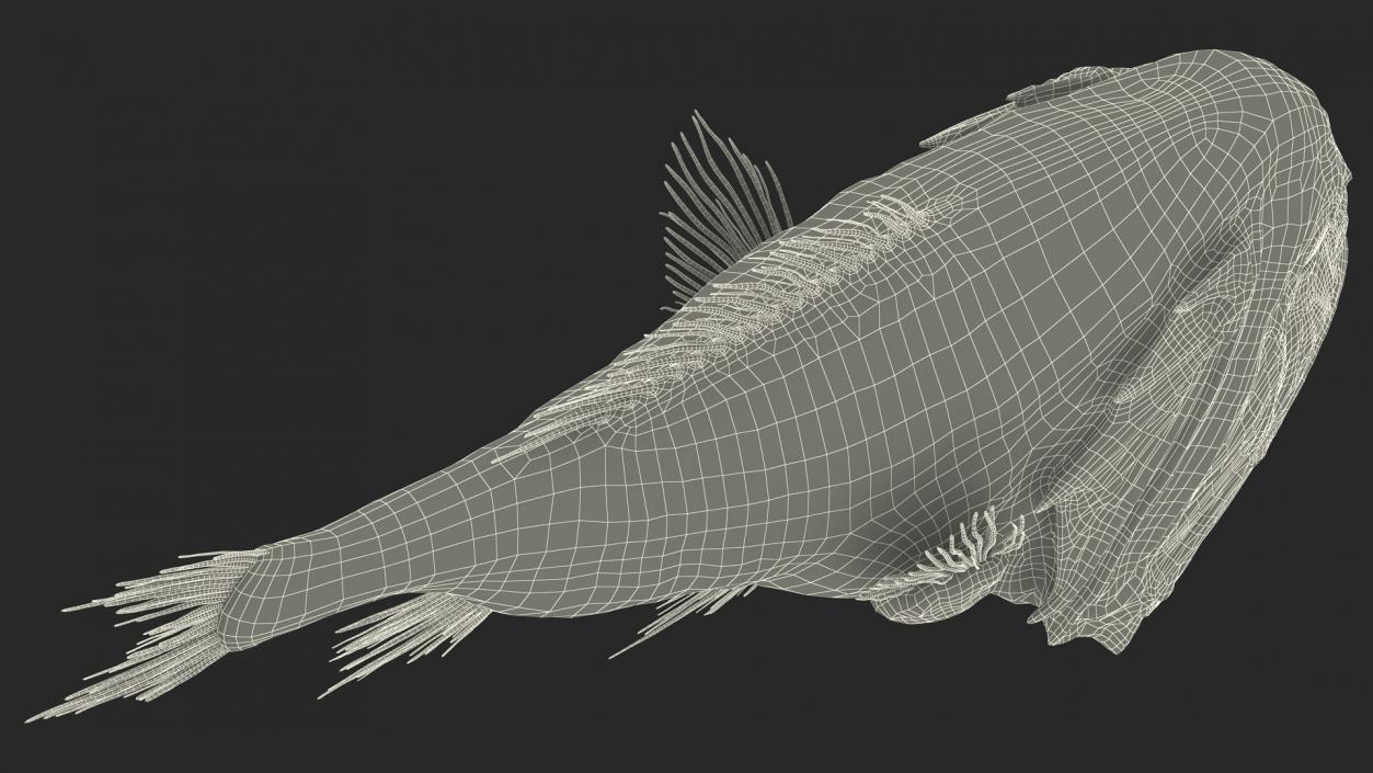 3D model Fangtooth Fish Anoplogaster Cornuta