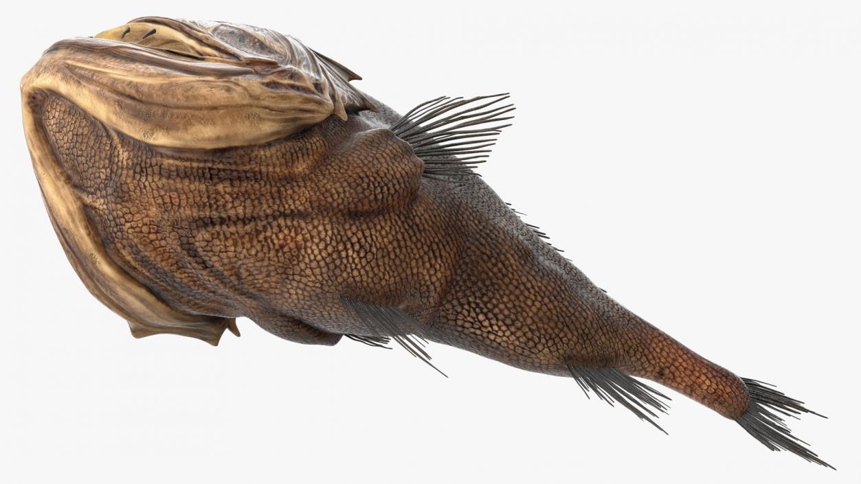 3D model Fangtooth Fish Anoplogaster Cornuta