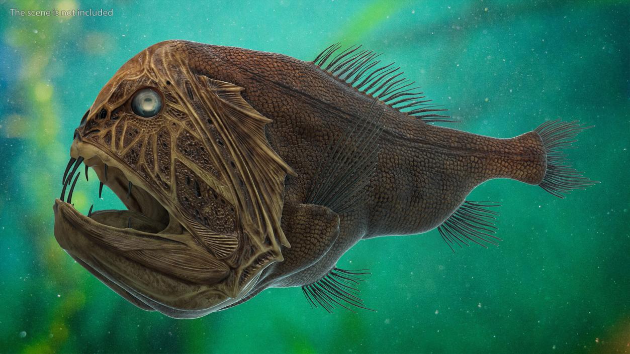 3D model Fangtooth Fish Anoplogaster Cornuta